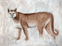 Puma-2