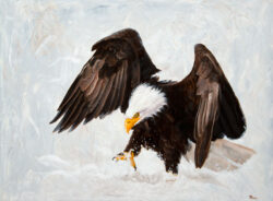 Bald Eagle