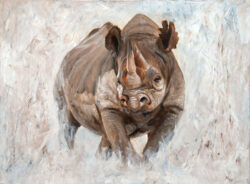 Black Rhino