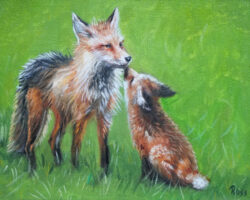 Foxes
