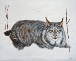 Lynx in Snow
