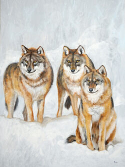 Wolf Pack
